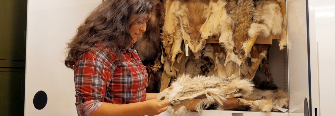 Working with real Lobos at UNM